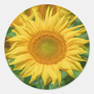 Sunflower stickers
