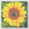 Sunflower Stone Coaster