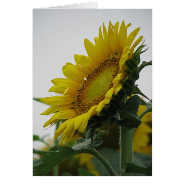 Sunflower Summer Series (Front)