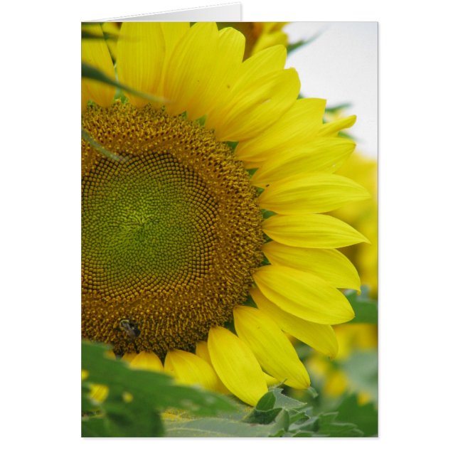 Sunflower Summer Series (Front)