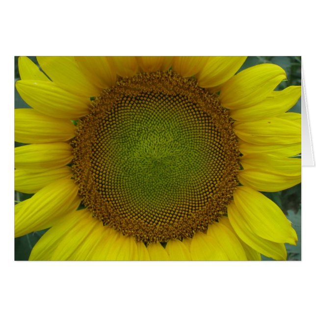 Sunflower Summer Series (Devant horizontal)
