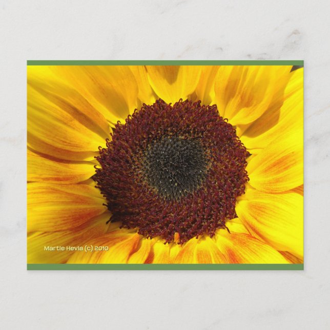 Sunflower Sun | Blue Beach Song™ Postcard (Front)