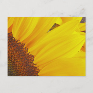 Sunflower Sun Postcard