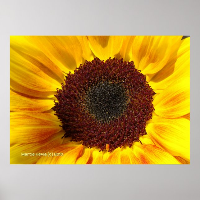 Sunflower Sun Poster (Front)