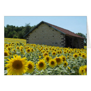 sunflower sunny day