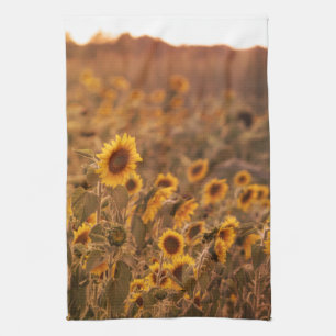 Sunflower Sunset in a Rural Field Colour Kitchen Towel