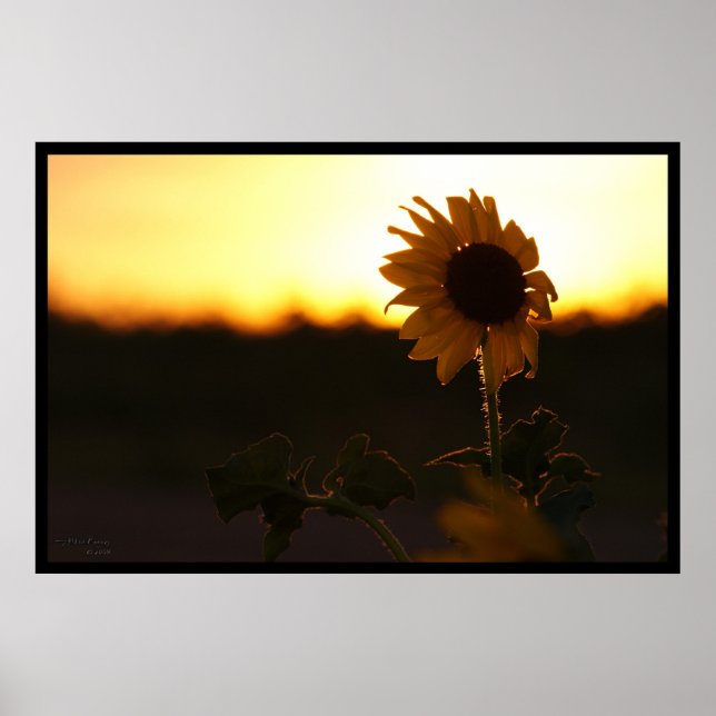 Sunflower Sunset Poster (Front)