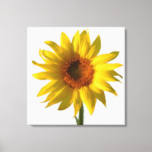Sunflower Sunshine Canvas Print
