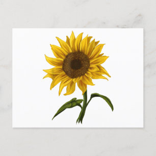 Sunflower Sunshine Floral Watercolor Flower Holiday Postcard