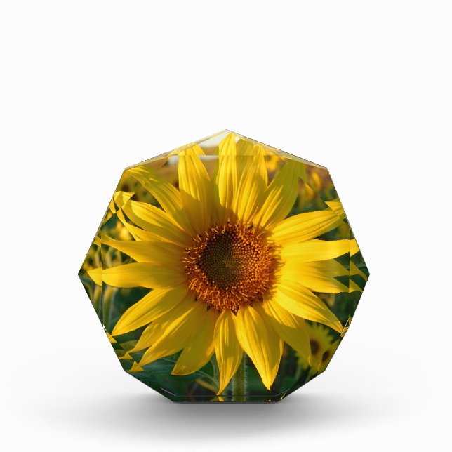 Sunflower Sunshine Photo Block (Front)