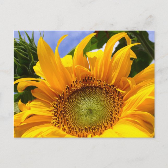 SUNFLOWER SUNSHINE  ~ Postacrd Postcard (Front)