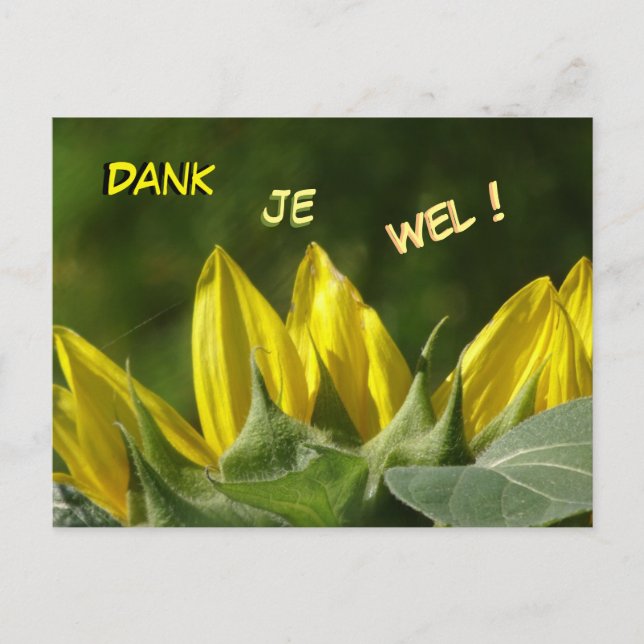 Sunflower Thank You Postcard (Front)