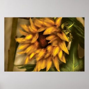 Sunflower - The Sunflower Poster