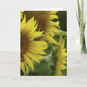 Sunflower Trio Greeting Card