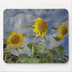 Sunflower Trio Mouse Pad
