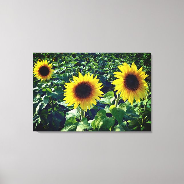 Sunflower Trio Wrapped Canvas Print (Front)