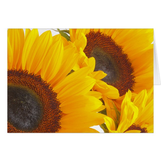 Sunflower Triplettes (Front Horizontal)