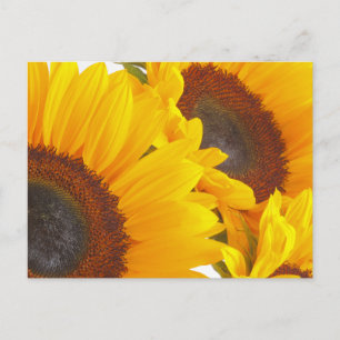 Sunflower Triplettes Postcard