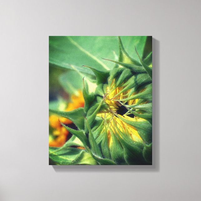 Sunflower Unfolding Floral   Canvas Print (Front)