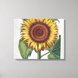 Sunflower Vintage Damask Flower Art Canvas Print