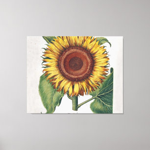 Sunflower Vintage Damask Flower Art Canvas Print