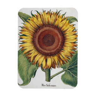 Sunflower Vintage Damask Flower Art Magnet