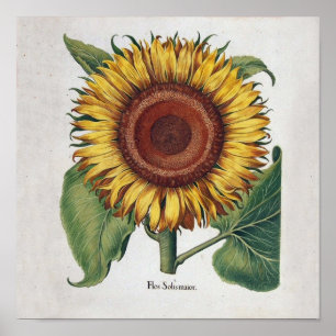 Sunflower Vintage Damask Wallpaper Collage Poster