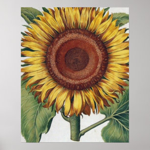 Sunflower Vintage Damask Wallpaper Collage Poster