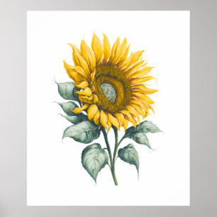 Sunflower Watercolor Poster