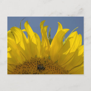 Sunflower with Bee Postcard