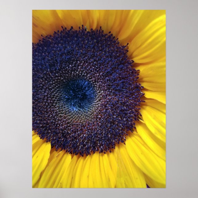Sunflower with Blue Centre Closeup Poster (Front)