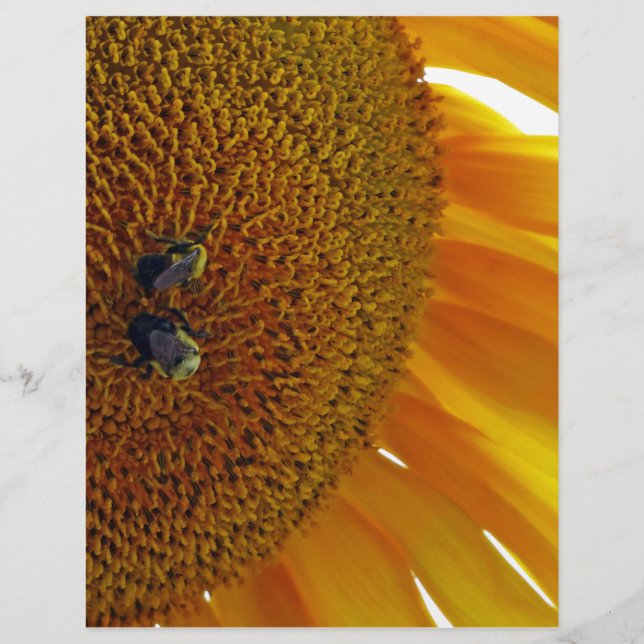 Sunflower with Bumblebees (Front)