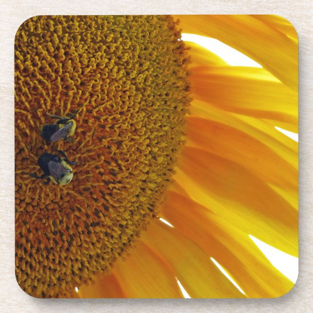 Sunflower with Bumblebees Coaster (Front)