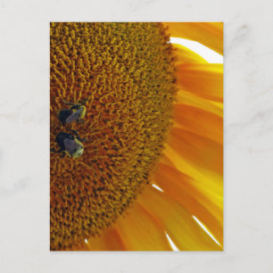 Sunflower with Bumblebees Postcard