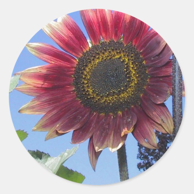Sunflower with Unique Red Leaves Classic Round Sticker (Front)
