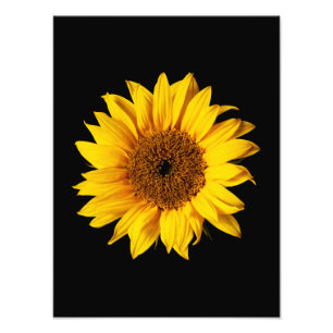 Sunflower Yellow on Black - Customized Sun Flowers Photo Print