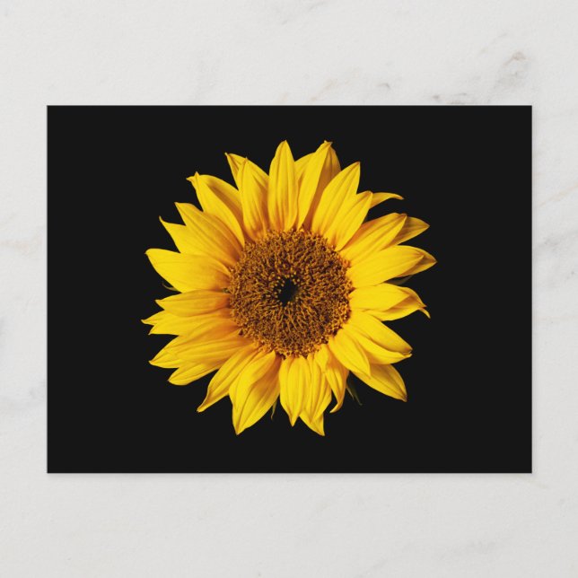 Sunflower Yellow on Black - Customized Sun Flowers Postcard (Front)
