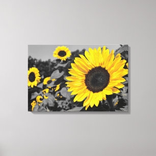 Sunflower: Yellow Splash Of Colour Canvas Print