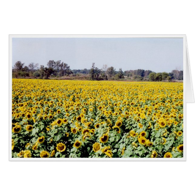 Sunflowers (Front Horizontal)