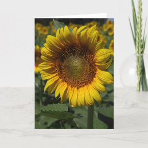 Sunflowers 09 card