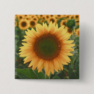 Sunflowers 2 Inch Square Button