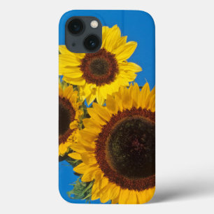 Sunflowers against blue fence iPhone 13 case