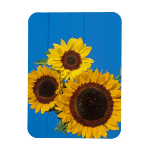 Sunflowers against blue fence magnet