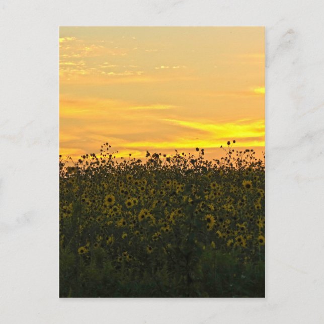 Sunflowers at Dusk Postcard (Front)