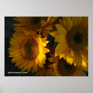 Sunflowers at Dusk Poster