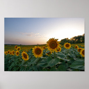 Sunflowers at dusk poster