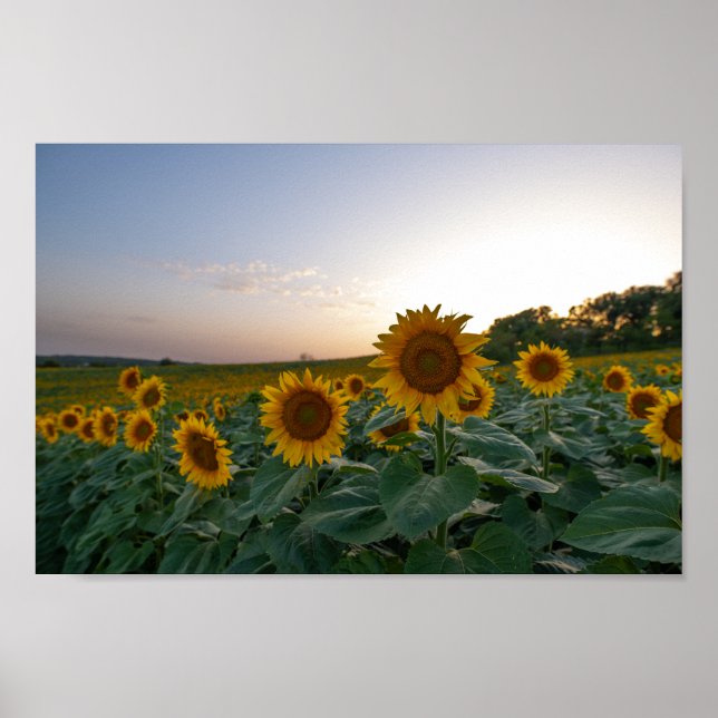 Sunflowers at dusk poster (Front)