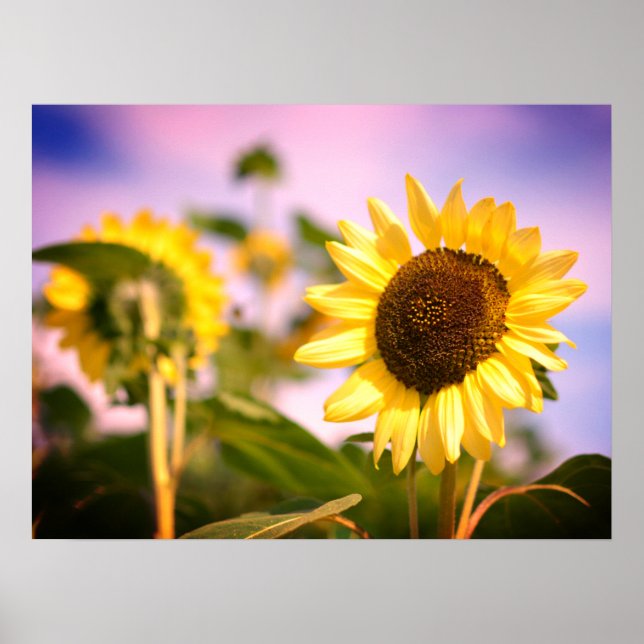 Sunflowers at RHS Wisley, UK Poster (Front)