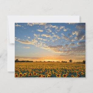 Sunflowers at Sunset