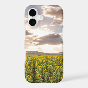 Sunflowers at Sunset